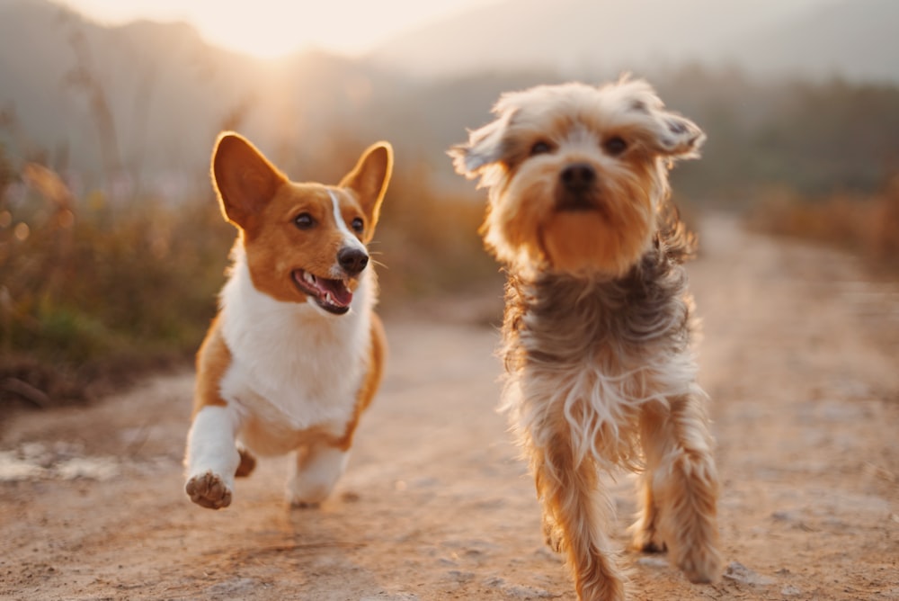 Doggy Daycare
